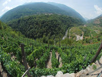 “Vin’Alp:valorizzare il patrimonio vitivinicolo